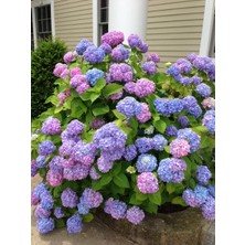 Bahçevilya 4 Adet Hydrangea Macrophylla - Renkli Ortanca Fidanı (Çok Yıllık Peyzaj Bitkisi) 1-2 Yaş Arası