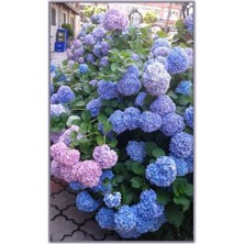 Bahçevilya 4 Adet Hydrangea Macrophylla - Renkli Ortanca Fidanı (Çok Yıllık Peyzaj Bitkisi) 1-2 Yaş Arası