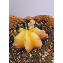 Gymnocalycium Mihanovichii Özel Koleksiyonluk Tür Kaktüs