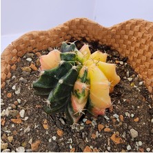 Gymnocalycium Mihanovichii Özel Koleksiyonluk Tür Kaktüs