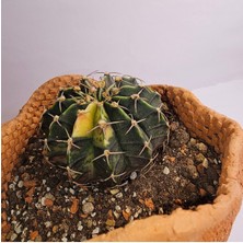 Gymnocalycium Mihanovichii Özel Koleksiyonluk Tür Kaktüs