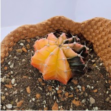 Gymnocalycium Mihanovichii Özel Koleksiyonluk Tür Kaktüs