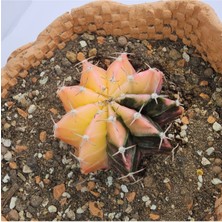 Gymnocalycium Mihanovichii Özel Koleksiyonluk Tür Kaktüs