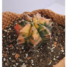 Gymnocalycium Mihanovichii Özel Koleksiyonluk Tür Kaktüs