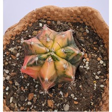 Gymnocalycium Mihanovichii Özel Koleksiyonluk Tür Kaktüs