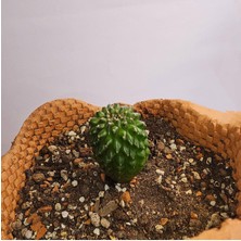 Yağmur Kaktüs Gymnocalycium Mihanovichii Inermis Cristata