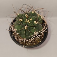 Yağmur Kaktüs Gymnocalycium Saglionis 9luk Saksı Kaktüs