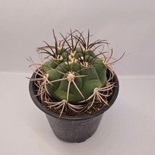 Yağmur Kaktüs Gymnocalycium Saglionis 9luk Saksı Kaktüs