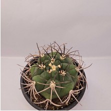 Yağmur Kaktüs Gymnocalycium Saglionis 9luk Saksı Kaktüs