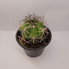 Gymnocalycium Saglionis 9luk Saksı Kaktüs