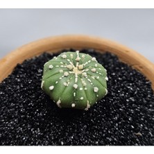 Astrophytum Asterias 4 cm Boyutunda Özel Tür Kaktüs