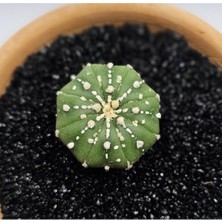 Astrophytum Asterias 4 cm Boyutunda Özel Tür Kaktüs