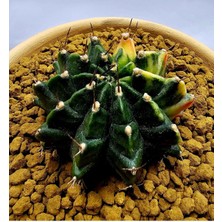 Gymnocalycium Mihanovichii Büyük Boy 7 cm Özel Tür Kaktüs