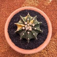 Yağmur Kaktüs Gymnocalycium Mihanovichii 7 cm Boyutunda Özel Tür Kaktüs