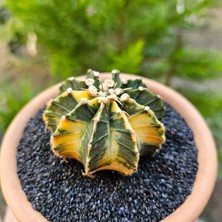 Yağmur Kaktüs Gymnocalycium Mihanovichii 7 cm Boyutunda Özel Tür Kaktüs