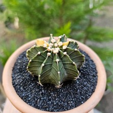 Yağmur Kaktüs Gymnocalycium Mihanovichii 7 cm Boyutunda Özel Tür Kaktüs