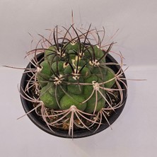 Gymnocalycium Saglionis 9luk Saksı Kaktüs