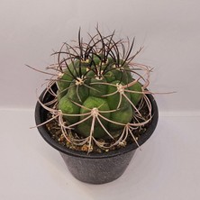 Gymnocalycium Saglionis 9luk Saksı Kaktüs