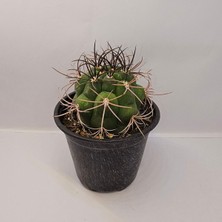 Gymnocalycium Saglionis 9luk Saksı Kaktüs