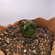 Gymnocalycium Mihanovichii Inermis Cristata