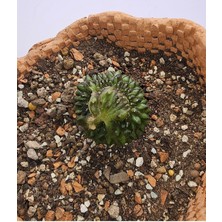 Gymnocalycium Mihanovichii Inermis Cristata