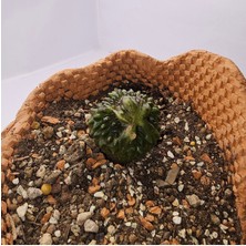 Gymnocalycium Mihanovichii Inermis Cristata