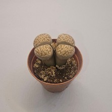 Lithops Taş Kaktüs 5,5lik Saksı