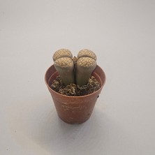 Lithops Taş Kaktüs 5,5lik Saksı