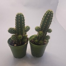 Echinopsis Chamaecereus Kaktüs 2 Adet 5,5lik Saksı