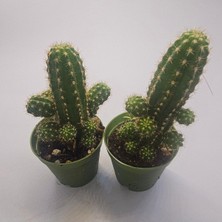 Echinopsis Chamaecereus Kaktüs 2 Adet 5,5lik Saksı