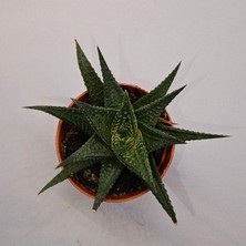 Haworthia Limifolia 5,5lik Saksı