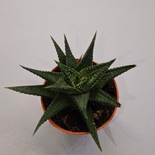 Haworthia Limifolia 5,5lik Saksı