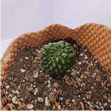 Gymnocalycium Mihanovichii Inermis Cristata