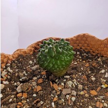 Gymnocalycium Mihanovichii Inermis Cristata