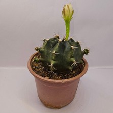 Gymnocalycium Saglionis 9luk Saksı Kaktüs