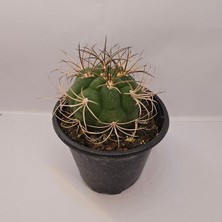 Gymnocalycium Saglionis 9luk Saksı Kaktüs