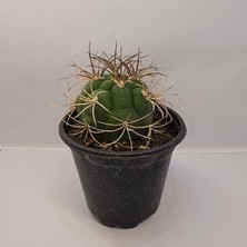 Gymnocalycium Saglionis 9luk Saksı Kaktüs