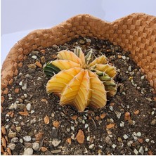 Gymnocalycium Mihanovichii Özel Koleksiyonluk Tür Kaktüs