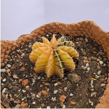 Gymnocalycium Mihanovichii Özel Koleksiyonluk Tür Kaktüs