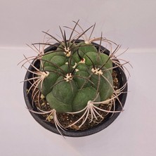 Gymnocalycium Saglionis 9luk Saksı Kaktüs