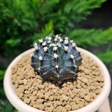 Yağmur Kaktüs Gymnocalycium Mihanovichii 7 cm Boyutunda Özel Tür Kaktüs