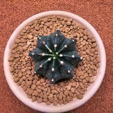 Yağmur Kaktüs Gymnocalycium Mihanovichii 7 cm Boyutunda Özel Tür Kaktüs