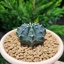 Yağmur Kaktüs Gymnocalycium Mihanovichii 7 cm Boyutunda Özel Tür Kaktüs