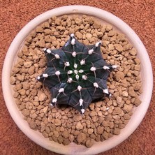 Yağmur Kaktüs Gymnocalycium Mihanovichii 7 cm Boyutunda Özel Tür Kaktüs