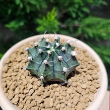 Yağmur Kaktüs Gymnocalycium Mihanovichii 7 cm Boyutunda Özel Tür Kaktüs