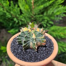 Yağmur Kaktüs Gymnocalycium Mihanovichii 7.5 cm Boyutunda Özel Tür Kaktüs