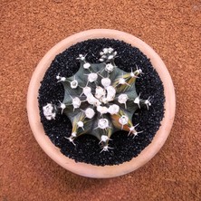 Yağmur Kaktüs Gymnocalycium Mihanovichii 7.5 cm Boyutunda Özel Tür Kaktüs