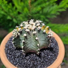 Yağmur Kaktüs Gymnocalycium Mihanovichii 7.5 cm Boyutunda Özel Tür Kaktüs