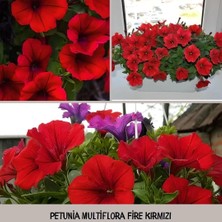 Kırmızı Kısa Petunya Tohumu -Petunia Multiflora Fire (+100 Tohum)