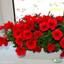 Kırmızı Kısa Petunya Tohumu -Petunia Multiflora Fire (+100 Tohum)